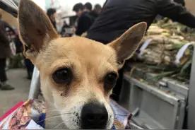 山西大葱今年卖出高价，市民感叹市场咋了 笔者调查发现缘由图片