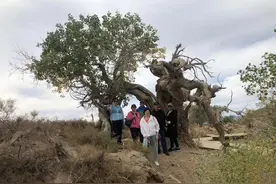 新疆 东疆之旅自驾游(2)木垒胡杨林图片