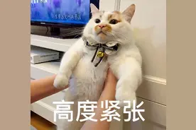 雅思考试延后撞上换题季，这样的组合你慌不慌图片