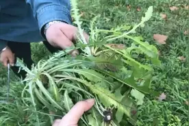 蒲公英作为养生食材，具有散结节，防癌的功效吗？建立了解图片