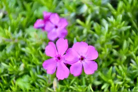 因花茎如矮草匍匐于地，花朵像樱花美丽而温婉，故名“芝樱花”图片