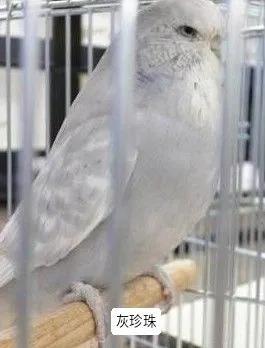 黄绿鱼鳞鹦鹉
