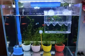 养鱼日记之第二个鱼缸：背滤缸图片