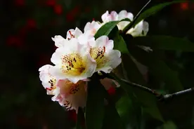 索玛花开图片