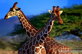 地球上战斗力最强的生物是什么？狮子只能排到第十名图片