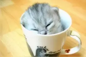 千万不要养茶杯猫！它只能活几年......图片