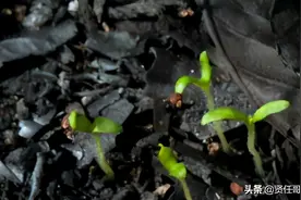 这是会自燃的一种植物，它的名字叫岩蔷薇，记住它吧图片
