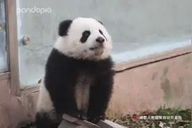极为罕见！大熊猫“解救”被困饲养员图片