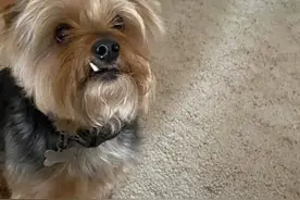 爬山突遇超毒响尾蛇，11岁爱犬拼命护主，结局让人落泪…图片