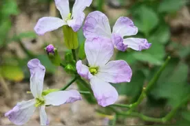 学会手机微距，野花野草也能拍出不一般的效果图片