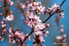 桃树谢花后第一次用药，打什么药好？图片