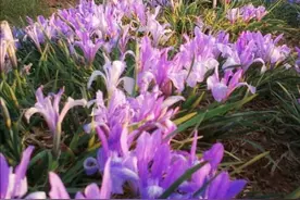 探访希日摩仁 寻找梦中的兰花花图片