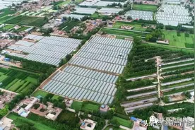 临夏市折桥镇：试种香甜“羊角蜜”成熟上市 新甜来袭图片