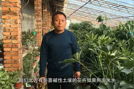 18年养花师傅：浇花不要乱用淘米水，十之八九花都是给浇死的！视频封面