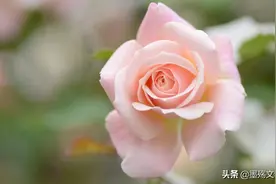 等一个等不到的人图片