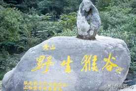 我在黄山野猴谷与抢包的野孤猴打了一架图片