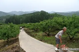 河南一山村荒山变果园 种植血桃4000亩年产70万斤图片