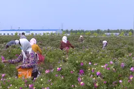 盐碱地变成玫瑰园，小花瓣成就大产业图片