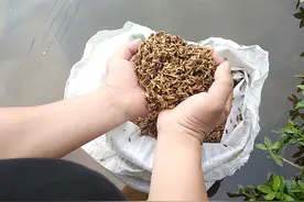 余井镇松岭村：特色小黑米，培育扶贫果图片