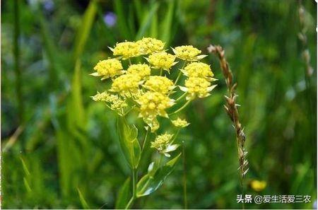 适合平原种植的药材（看看有你感兴趣的吗）