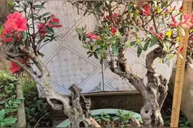 小叶珍珠黄杨和映山红树桩各有特点，很多盆友喜欢！图片