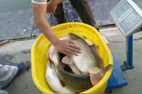 秋天的鱼不好钓？不急不慌，试试这5种添加剂，一支竿子钓不过来图片