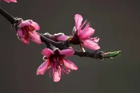 写给最爱的人：每天想你，却不能相见图片