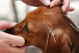 宠物医疗的另一种选择：宠物中医靠谱吗？宠物中医和西医差别在哪图片