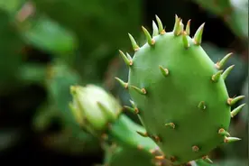 誓不做“有痔青年”，一个大龄二胎备孕妈妈的痔疮手术经历图片