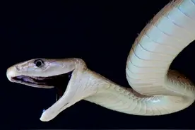 黑曼巴：“非洲死神”的夺命之吻，却被平头哥当做“辣条”来啃图片