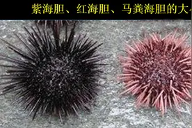 【特种水产】海胆也可以人工养殖？日本进口价高达900元/斤图片