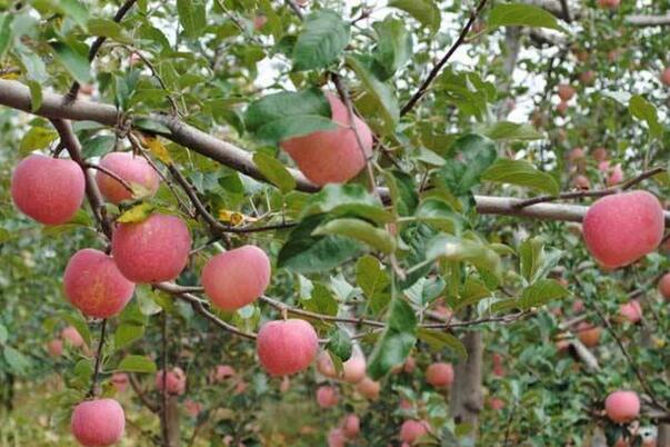 补钾对果树有哪些好处呢？苹果树什么时候施钾肥效果最好？
