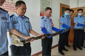 好危险！云南一住宅惊现3.1米巨长眼镜王蛇，为国家二级保护动物图片