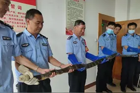好危险！云南一住宅惊现3.1米巨长眼镜王蛇，为国家二级保护动物图片