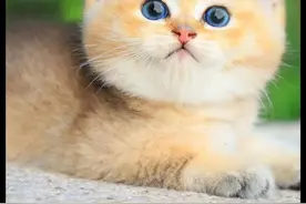 金渐层多少钱一只？金渐层知识科普图片