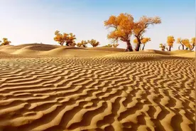 盘点塔克拉玛干沙漠中的“勇士”植物图片