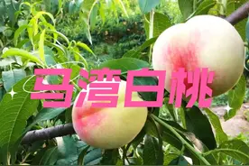“白桃味”走红，介绍三种国产地标白桃，带你了解我国白桃的风采图片