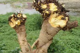 农村用来喂猪的野菠菜，有人靠它发财卖20多元一斤，你家有吗？图片