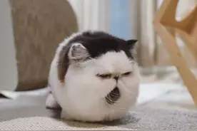 猫咪因长得怪被丢，护士养了6个月走红，被称为“猫头鹰”图片