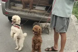 河南：为了卖狗，狗贩让狗狗一直站，泰迪：给你作揖，让我休息会图片