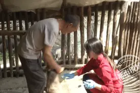 点赞！“90后”美女深山养猪，闯出致富路图片