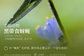 【云南生物多样性数字化百科图谱】黑带食蚜蝇：对“蝇类”无好感，那你有必要认识一下这位朋友图片