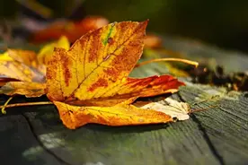 金秋时节，看看古人如何寄托秋思！图片