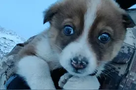 边防兵哥哥巡逻时，救回流浪狗，起名18，从此铁饭碗了呀图片