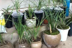 遛弯碰到小树林，树皮一定带回家，用它来养花，蹭蹭长新根图片