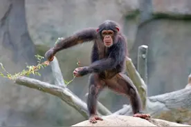 黑猩猩开始进化？它们会收养孤儿，疑开始“拟人化”发展图片