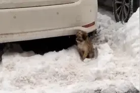 吉林：零下10余度，浑身湿透的流浪狗悲伤坐雪中，狗狗：请帮帮我图片