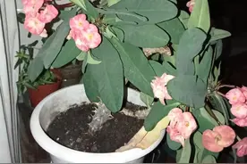 利用虎刺梅的气生根繁殖小苗的方法图片