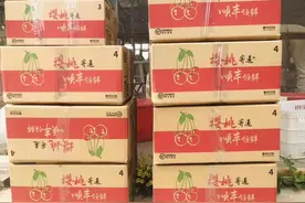 山东大樱桃集中上市，红黄堆积，占据樱桃半壁江山的4大品种介绍图片