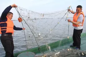 10℃是防线！非洲鲫鱼侵入三峡水库，6个月可繁殖1代，会泛滥吗？图片